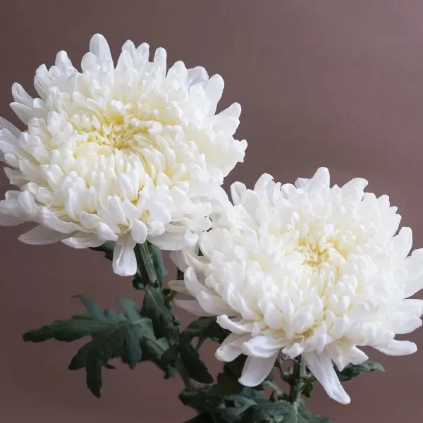 เบญจมาศ (Chrysanthemum)
