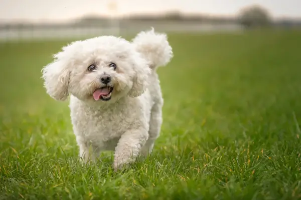 Bichon Frise บิชอง ฟริเซ่