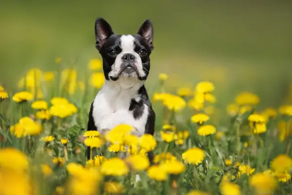 Boston Terrier บอสตัน เทอร์เรีย