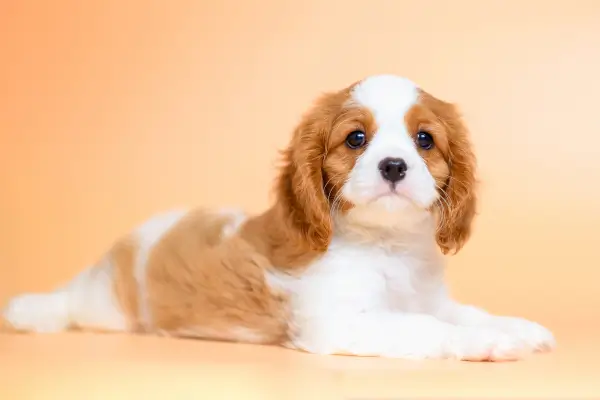 Cavalier King Charles Spaniel คาวาเลียร์ คิง ชาล์ส สแปเนียล