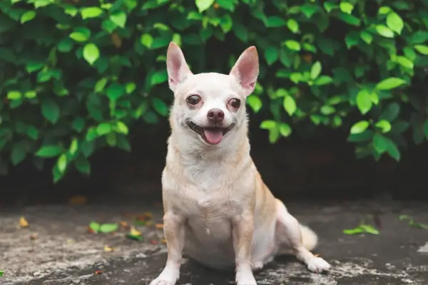 Chihuahua ชิวาวา