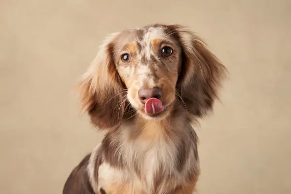 Dachshund ดัชชุน