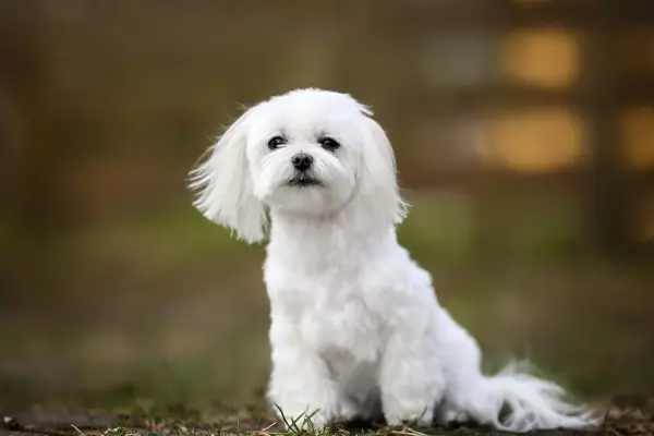 Maltese มอลทิส