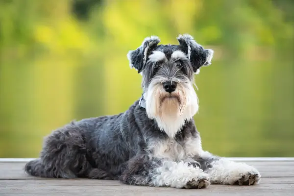 Schnauzer ชเนาเซอร์