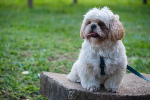 Shih Tzu ชิสุ