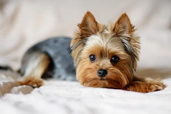 Yorkshire Terrier ยอร์กเชียร์เทอร์เรีย